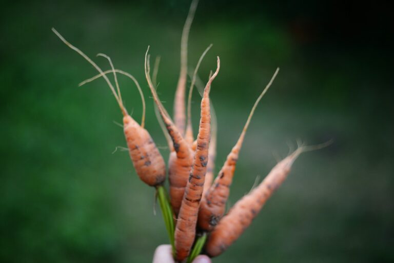 Freshly harvested carrots hands