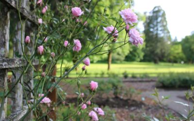 Growing fragrant sweet peas for summer bouquets and borders