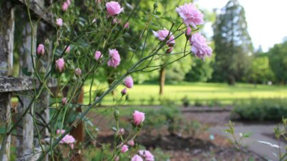 Growing fragrant sweet peas for summer bouquets and borders