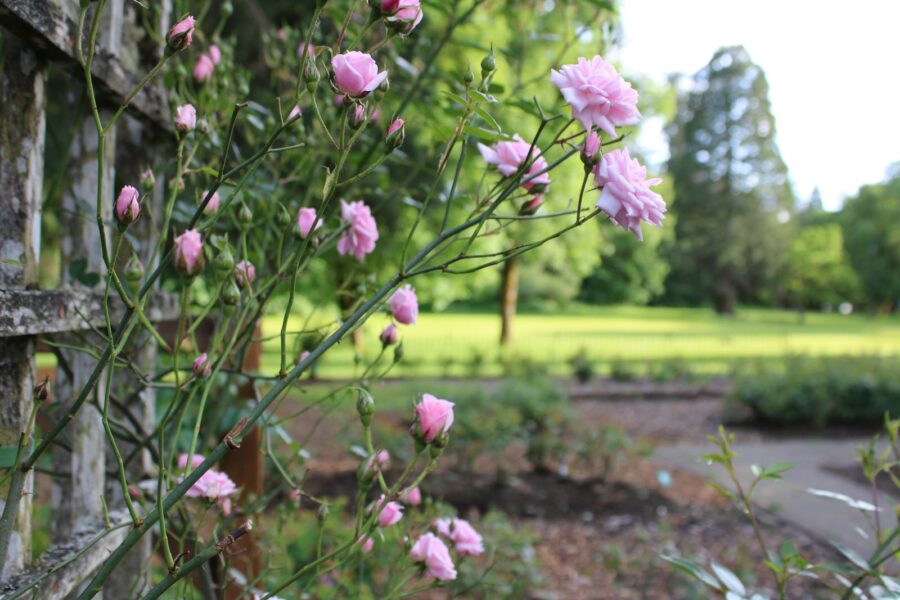 Sweet pea flowers