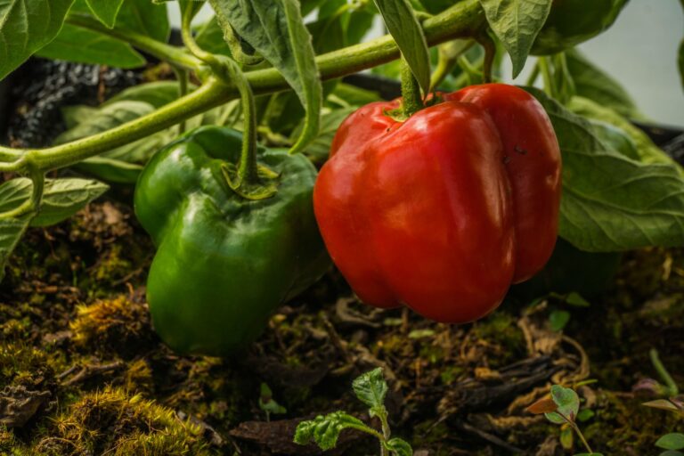 Close red peppers
