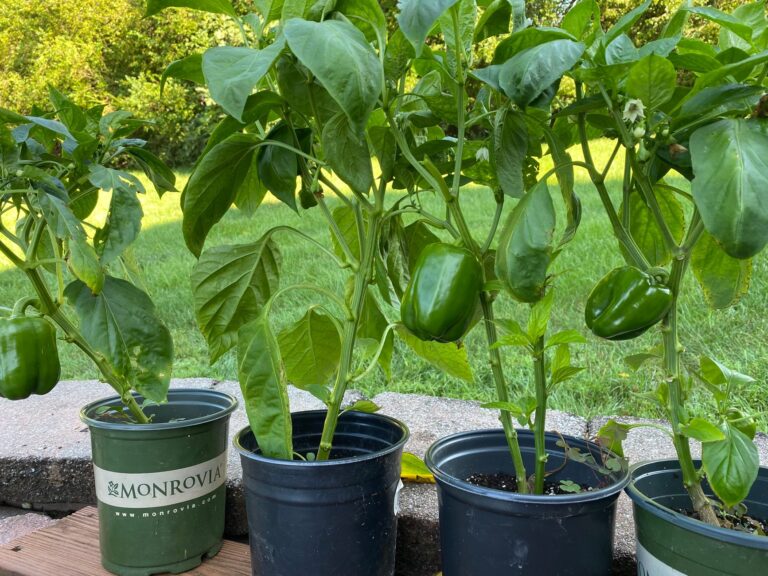 Potted pepper plants