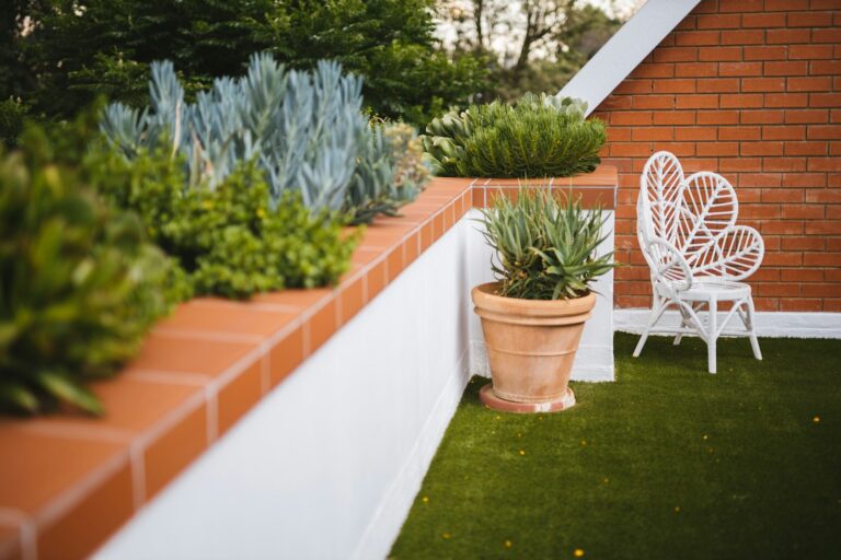 Rosemary plant terracotta