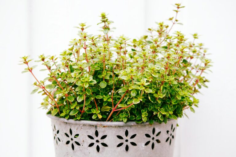 Thyme growing terracotta pot