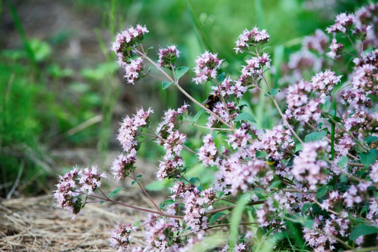 Thyme herb garden bed close