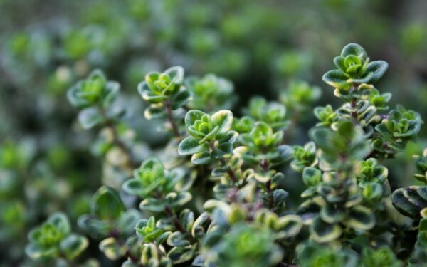 Growing thyme at home: simple steps to a fragrant and resilient herb patch