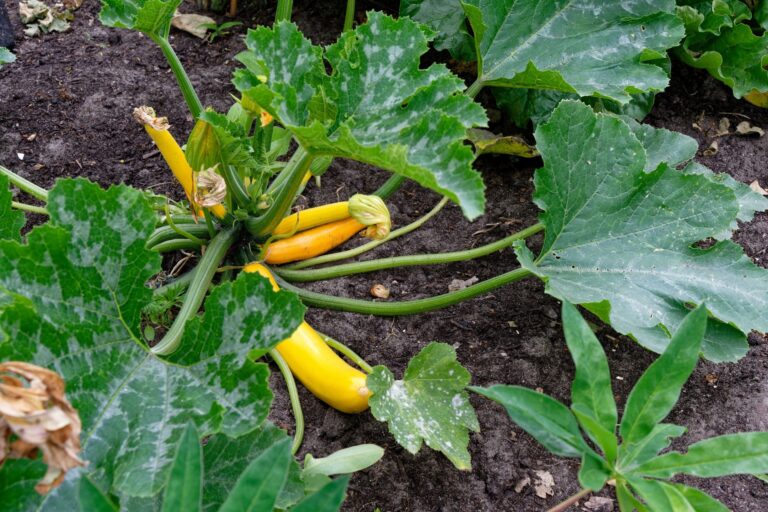 Zucchini plant leaves