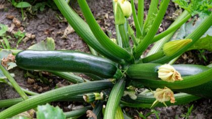 Growing zucchini in beds and containers for a reliable summer crop