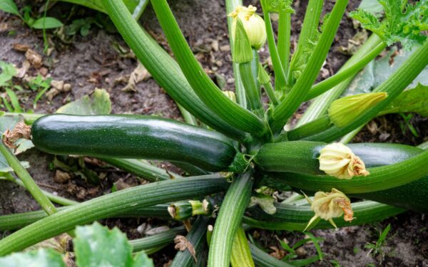 Growing zucchini in beds and containers for a reliable summer crop