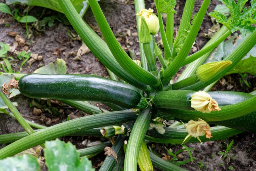 Zucchini plant leaves