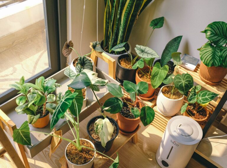 Indoor plants humidifier