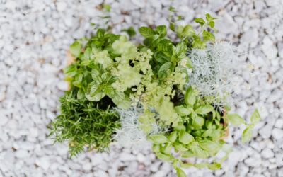 How to care for balcony herbs year round without complicated equipment