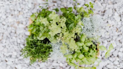 How to care for balcony herbs year round without complicated equipment