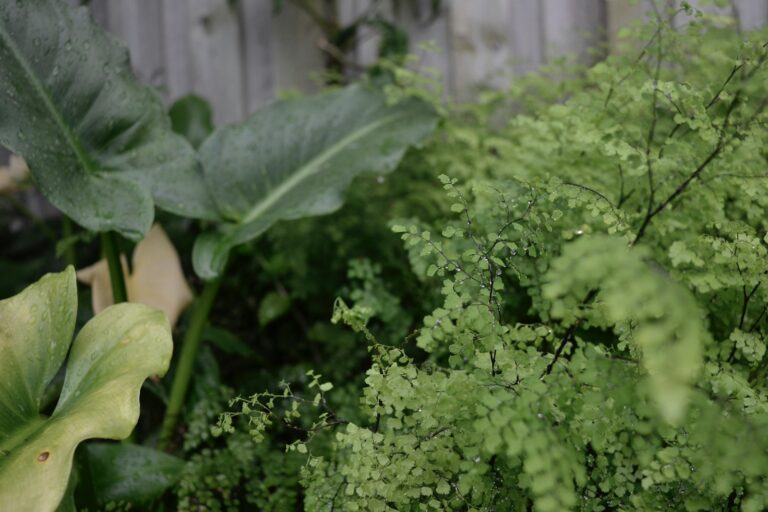 Partial shade garden