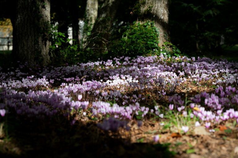 Dappled shade flower