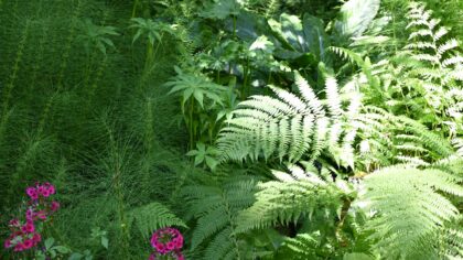 How to care for partial shade borders so they stay lush from spring to frost