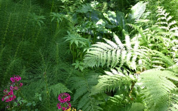 How to care for partial shade borders so they stay lush from spring to frost