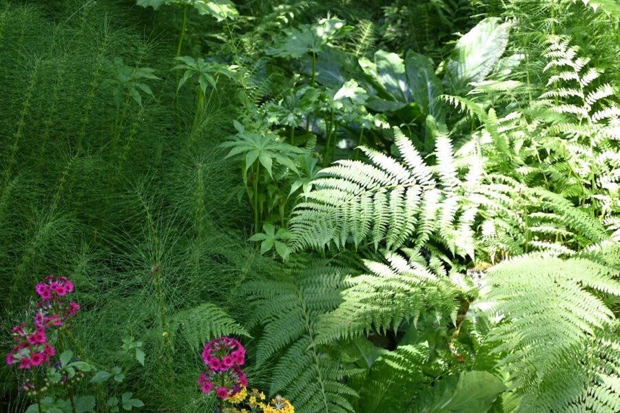 Partial shade garden
