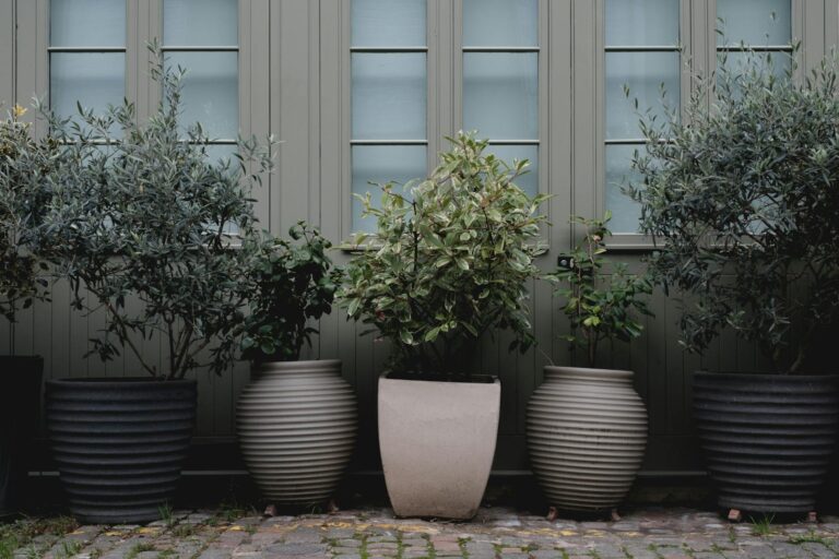 Evergreen shrub large patio container
