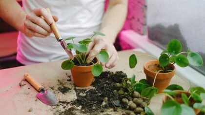 How to choose indoor plant soil that actually suits your pots and space