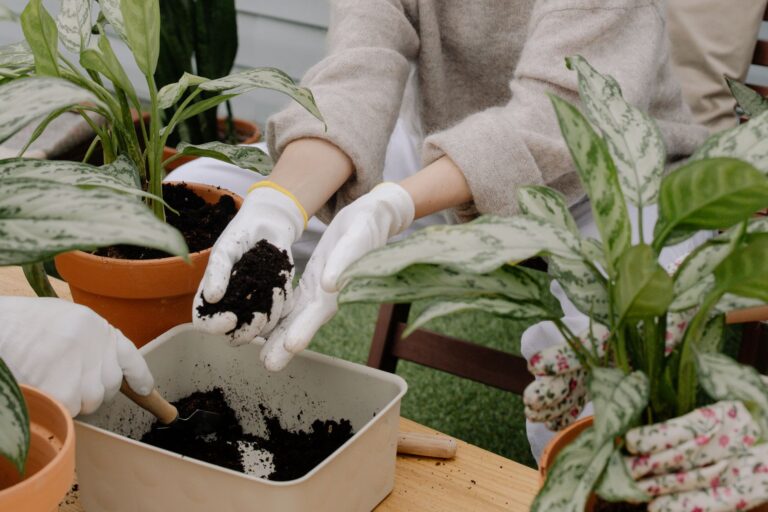 Indoor plants potting