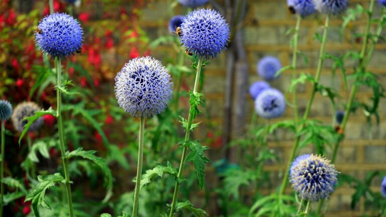 Pollinator garden flowers
