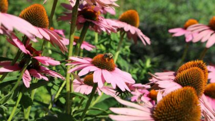 How to create a budget-friendly pollinator garden that really works