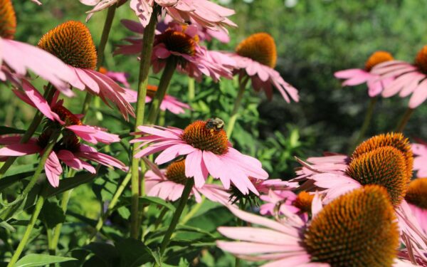 How to create a budget-friendly pollinator garden that really works