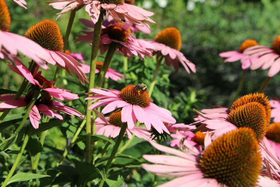 Pollinator garden flowers