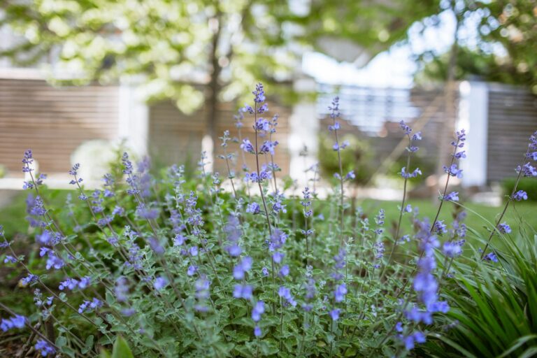 Herb border lavender