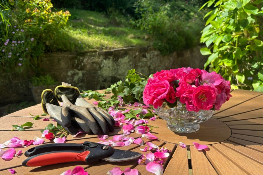 Hand deadheading flowers