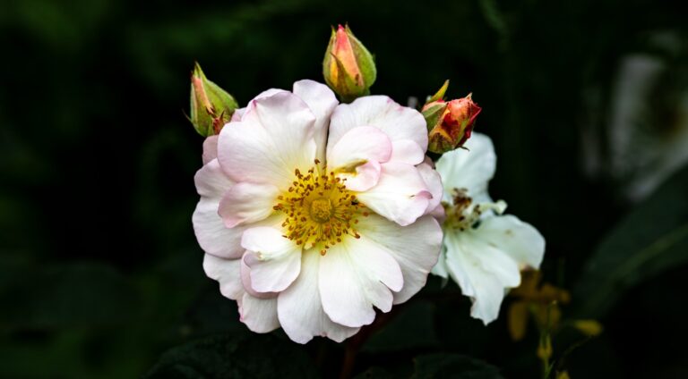 Rose bush deadheading