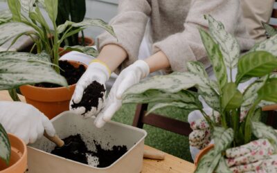 How to deal with algae on potting soil and keep containers healthier