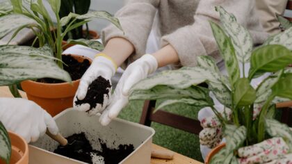 How to deal with algae on potting soil and keep containers healthier