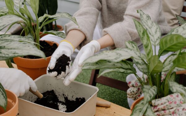 How to deal with algae on potting soil and keep containers healthier