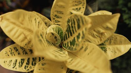 How to deal with pale leaves in your beds and containers without harsh chemicals