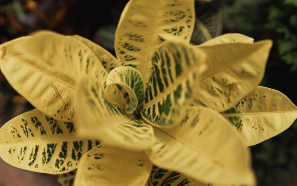 How to deal with pale leaves in your beds and containers without harsh chemicals