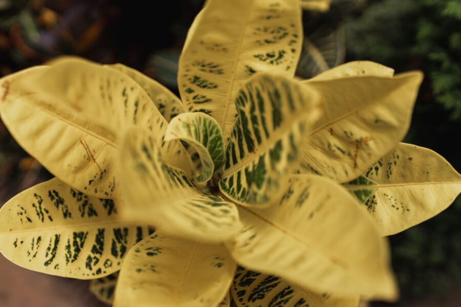 Pale yellow leaves