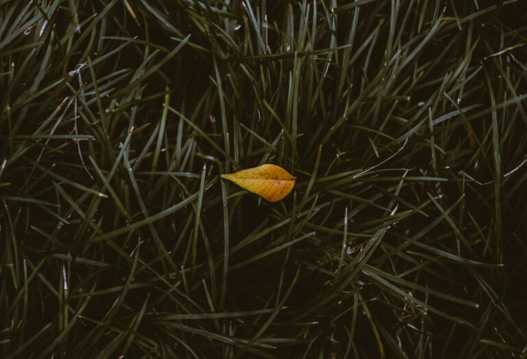 Pale yellow leaves