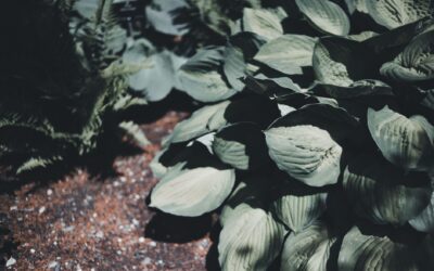 How to deal with slug and snail damage without giving up on your plants