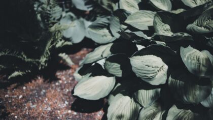 How to deal with slug and snail damage without giving up on your plants