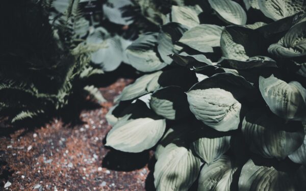 How to deal with slug and snail damage without giving up on your plants