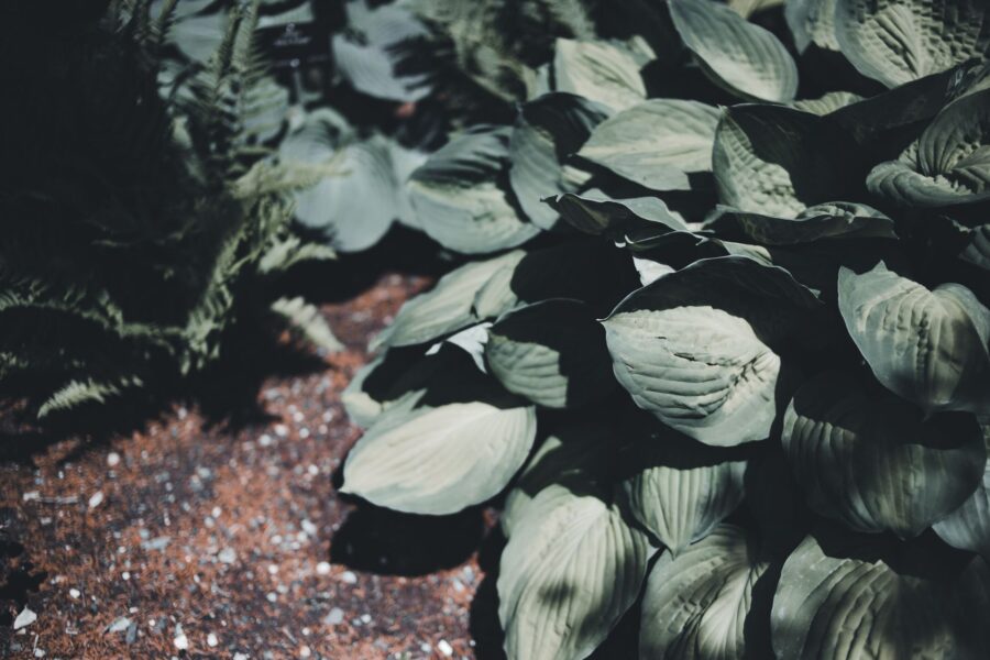 Slug damage hosta