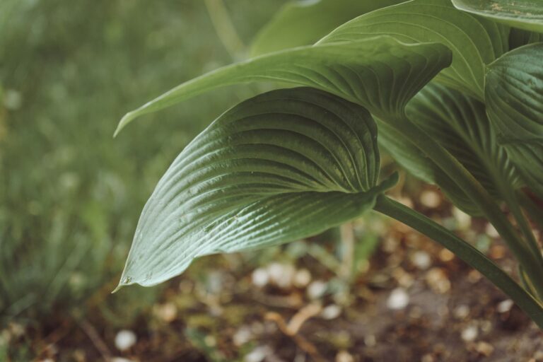 Slug damage hosta