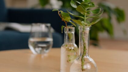 How to divide indoor plants: a simple guide to making more from what you have