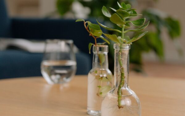 How to divide indoor plants: a simple guide to making more from what you have