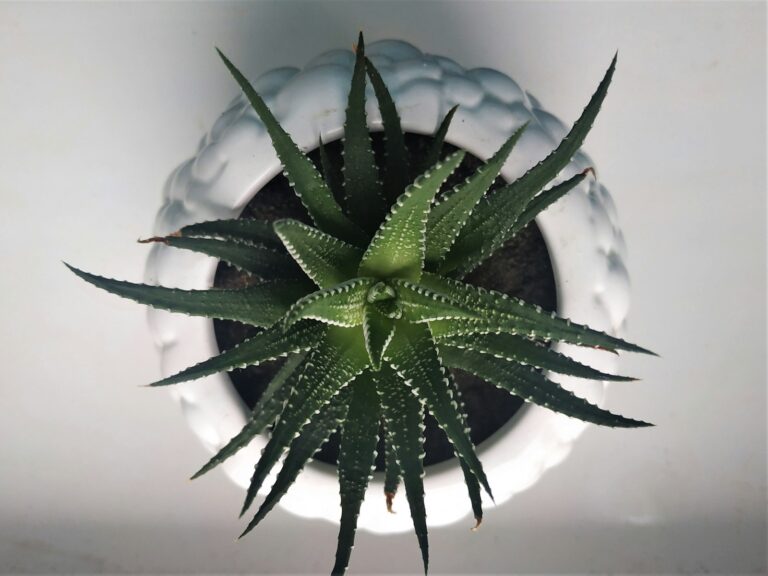 Divided snake plant