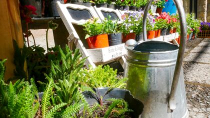 How to fertilize container plants for steady, healthy results all season
