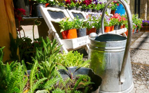 How to fertilize container plants for steady, healthy results all season
