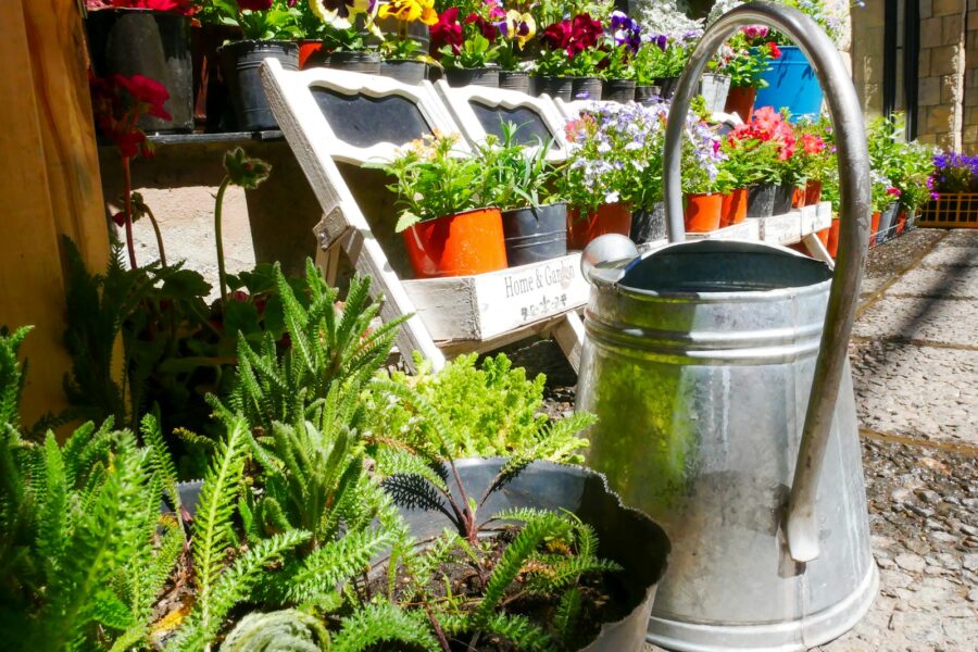 Balcony container plants
